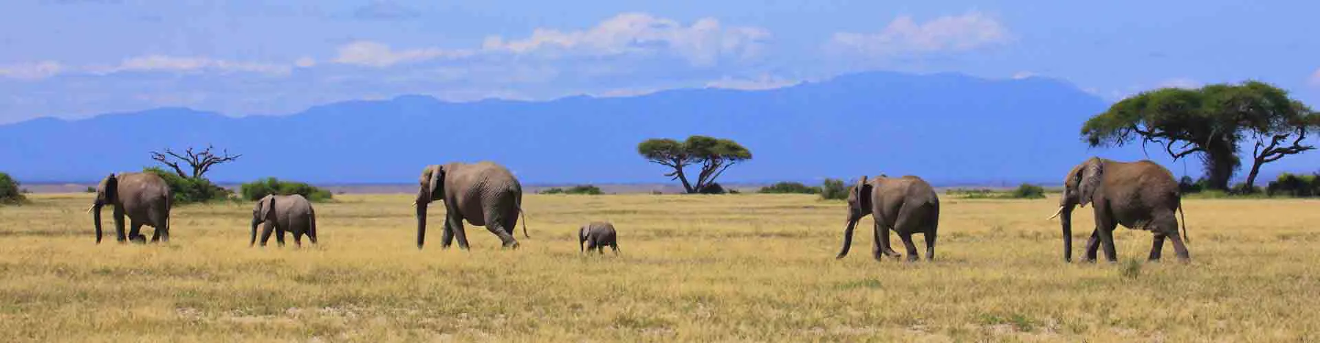 selous-a-la-carte