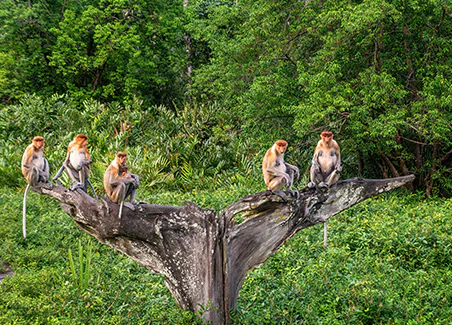 Orangutan Explorer III