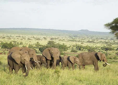 Tanzania Trails