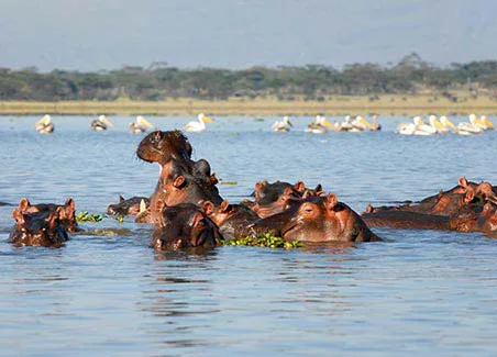 Luxury Big 5 & Rhino Safari - Northern Kenya