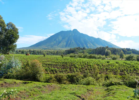 Gorilla Safari Rwanda